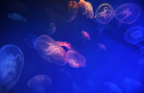 istock Spectacular Jellyfish pattern in aquarium 1389104406
