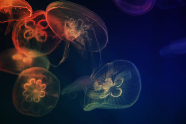 istock Jellyfish with neon glow light effect in sea aquarium 1389104413