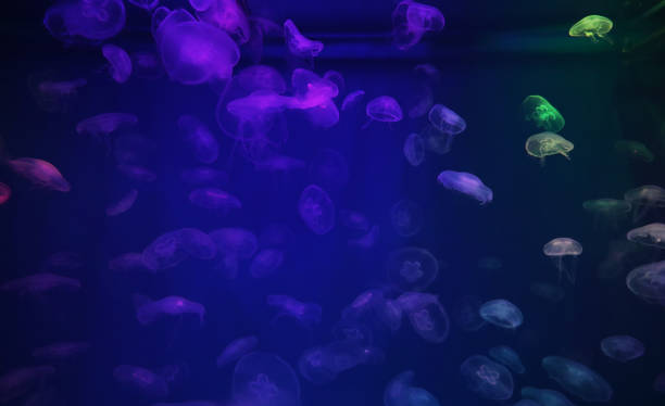 istock Jellyfish with neon glow light effect in sea aquarium 1389104417