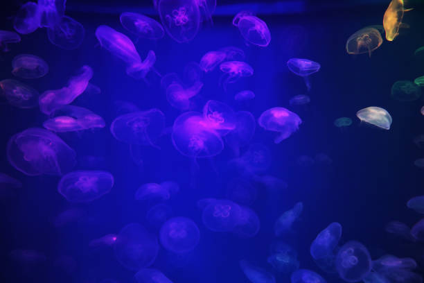 istock Spectacular Jellyfish pattern in aquarium 1389104424