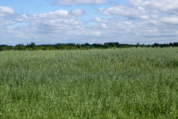 istock oat plant during cultivation in the field in summer 1389105520