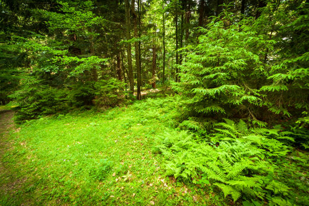 A footpath along a dirt road cut through a dense deciduous forest with trees baring their roots in the area of the Carpathian Mountains above Kamyanka Mountain, Synevir pass. Ukraine. High quality photo