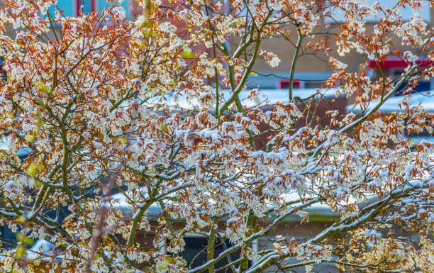 istock Blossoming tree in a garden surprised by snow in springtime, 1389105931