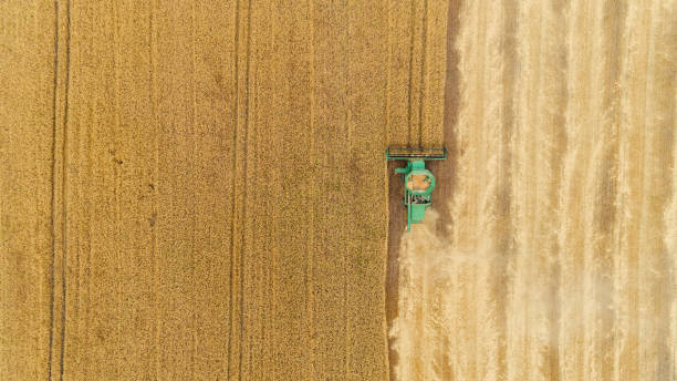 istock Aerial view combine harvester harvesting on the field 1389106971