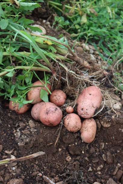 istock Freshly dug  Desiree potatoes in the field 1389107123