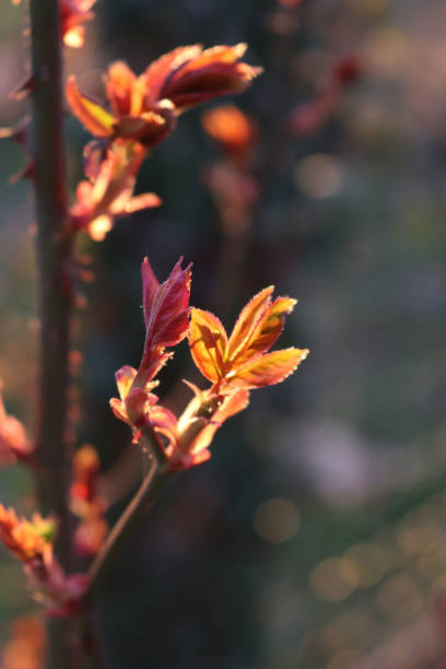 istock Rose bush with  red new leaves against sunlight 1389107207