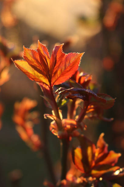 istock Rose bush with  red new leaves against sunlight 1389107211