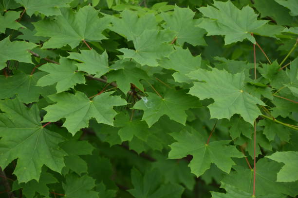 istock Maple tree foliage. Fresh green maple leaves. Park or forest nature background. 1389107844