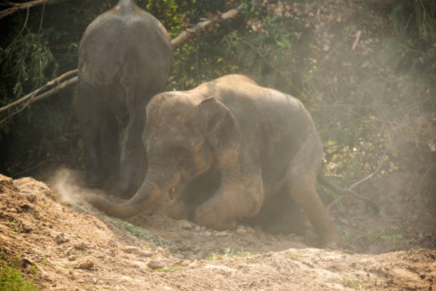 A WILD Elephants Family Young Baby.Camouflages by Throwing Dirt or Dry clay and Soil Dust on Themselves with Trunks in the Forest. This Behaviour may Relate to Scent and Social Cues. Insects Protection and Hot Weather. un bebé joven de la familia de elefantes salvajes.se camufla arrojando tierra o arcilla seca y polvo de tierra sobre sí mismos con trompas en el bosque. este comportamiento puede relacionarse con el olor y las señales sociales. protección contra insect