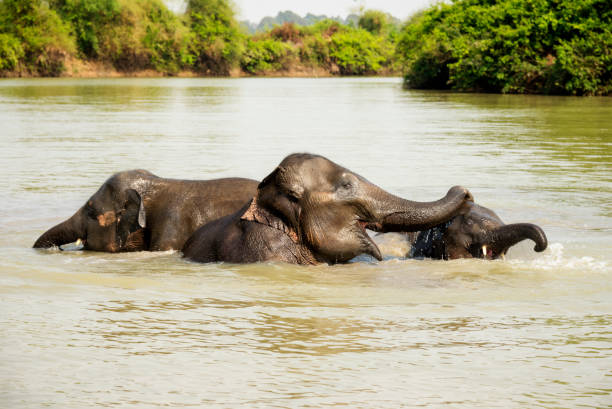 istock Young Elephant Playing in the Rive Running to Camera From the River 1389111061