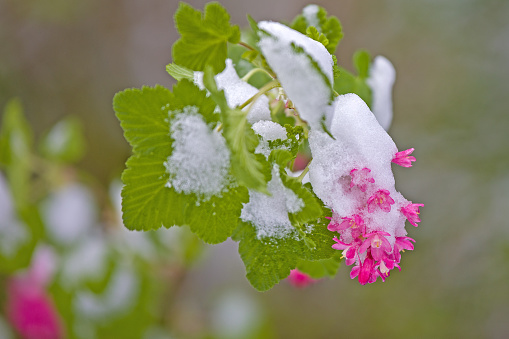 Icy flower in a winter morning