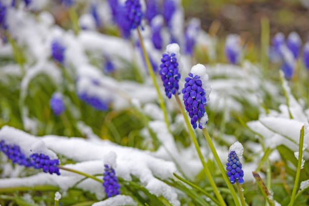 istock blue muscari blossom covered with snow 1389111767