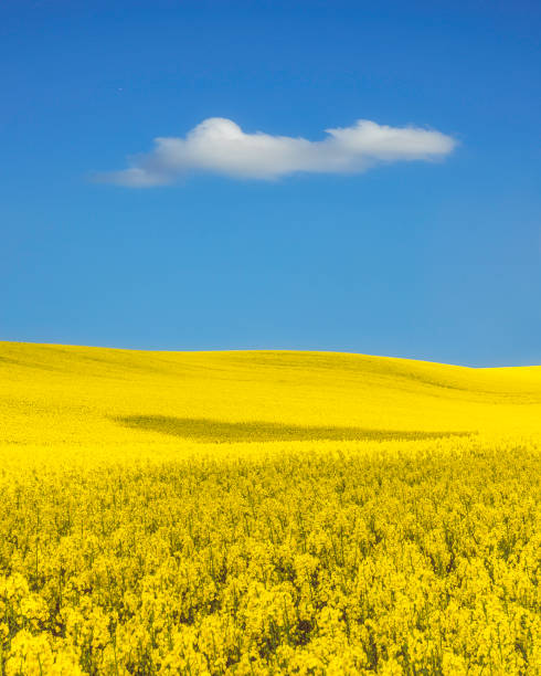 Yellow canola field and blue sky in Ukrainian flag Colors stock photo