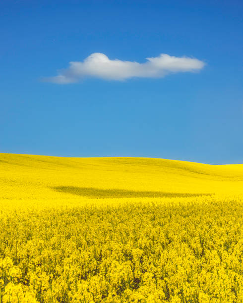 żółte pole rzepaku i błękitne niebo w ukraińskiej fladze kolory - canola flower zdjęcia i obrazy z banku zdjęć