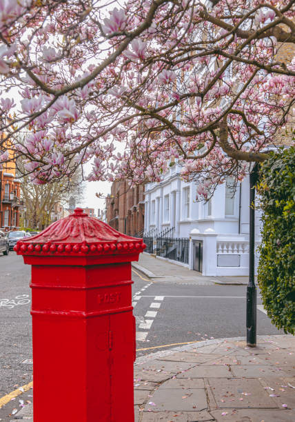 Cherry blossom trees and red mail box in a street of London, UK A street view with sakura trees and an iconic red post box in London, England, United Kingdoms kensington and chelsea stock pictures, royalty-free photos & images