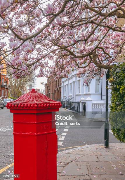 Cherry Blossom Trees And Red Mail Box In A Street Of London Uk Stock Photo - Download Image Now