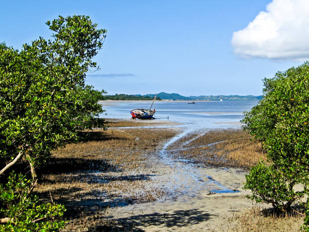 A fishing dhow moored on the edge of a calm, sheltered, bay in the Inhaca Barrier Island system, Mozambique, as seen from the fringing Mangrove forest. stock photo