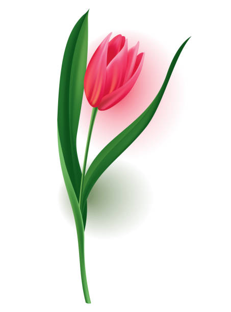 istock Realistic tulip with bud, stem with green leave. Beautiful spring pink blossom flower. Vector design element for invitation, greeting card or save the date card 1389114971