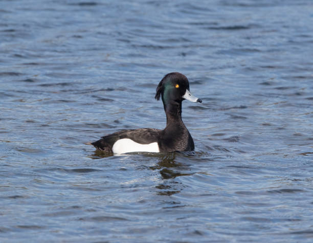 istock Male Tufted Duck (aythya fuligula) Swimming with a Sad Expression 1389115617