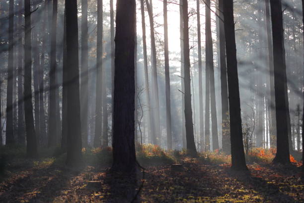 istock Early morning sunlight and mist between the trees. 1389116561