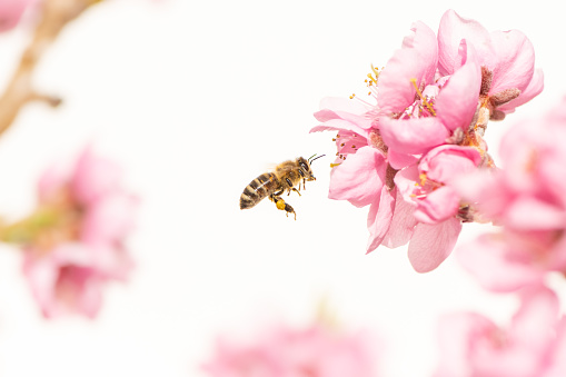 Honey bee collecting pollen in spring season on a peach blossom