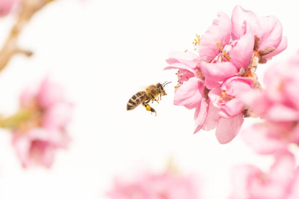 flying honey bee collecting pollen in spring season on a peach blossom Honey bee collecting pollen in spring season on a peach blossom nose flower stock pictures, royalty-free photos & images