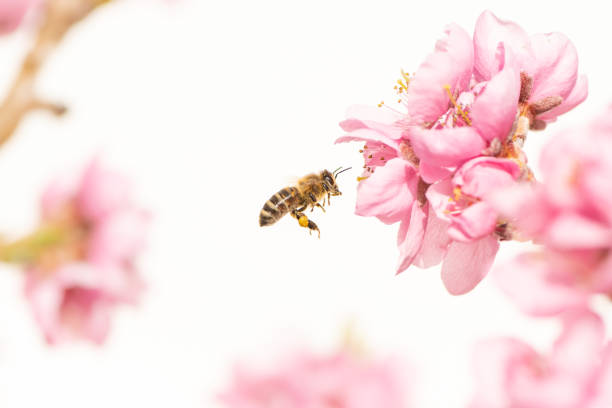 latająca pszczoła miodna zbierająca pyłek w sezonie wiosennym na kwiecie brzoskwini - bee honey bee single flower honey zdjęcia i obrazy z banku zdjęć