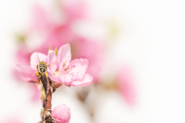 istock small flying honey bee from behind in spring season at a peach blossom 1389117869