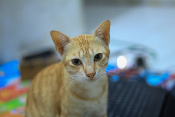 istock cute and adorable orange cat 1389118317