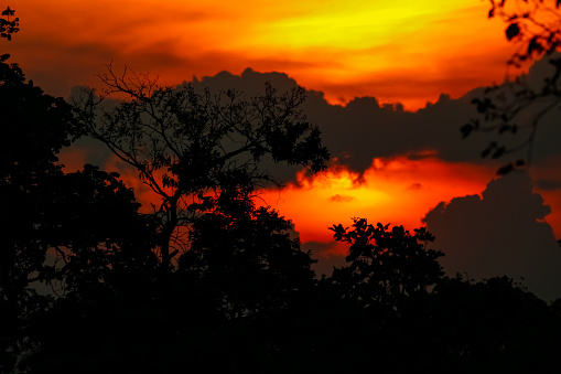 Sharp dark tree silhouettes and defocused background