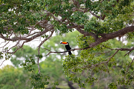 Toucan in a tree with lush green foliage