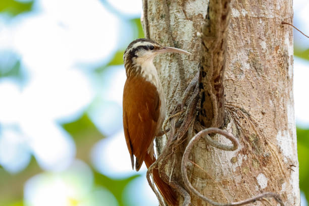 Close-up of a Narrow-billed woodcreeper perching at a tree trunk against defocused background, Pantanal Wetlands, Mato Grosso, Brazil Woodcreeper foraging, defocused natural background woodcreeper stock pictures, royalty-free photos & images