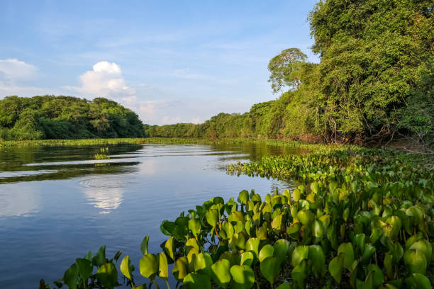 Typical Pantanal river scenery in afternoon light, sky reflected on water, Pantanal Wetlands Treelined river with water hyacinths and glassy surface pantanal wetlands stock pictures, royalty-free photos & images