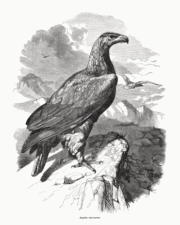 Golden eagle (Aquila chrysaetos). Wood engraving, published in 1870.