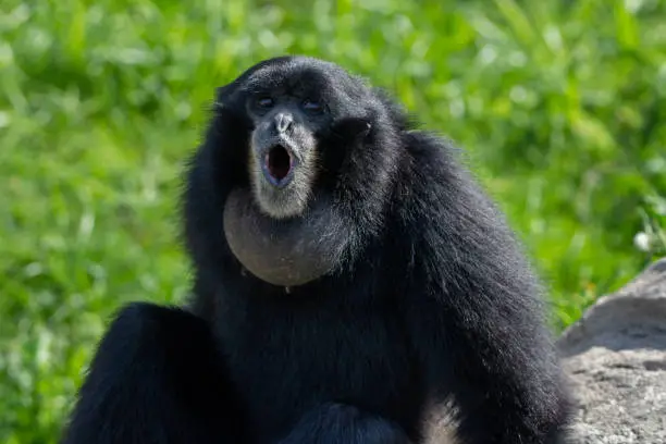 Photo of Siamang (Symphalangus syndactylus) a loud black gibbon from Thailand, Malaysia and Indonesia