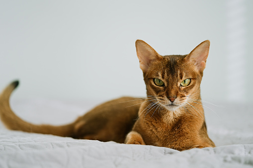Abyssinian cat lying in bed