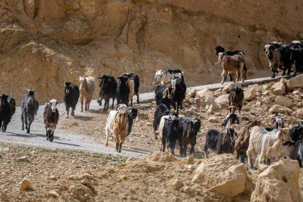 istock Goats going to the pasture. Jordan. 1389123119
