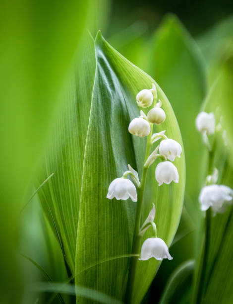 istock Lily of the valley with leaves 1389123872