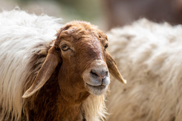 Close-up of a sheep's head. Jordan.