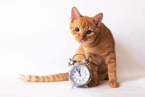 Kitten and metallic alarm clock isolated on white background close up