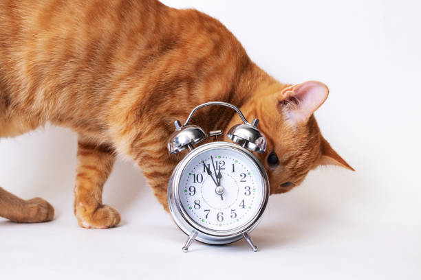 istock Kitten and metallic alarm clock on white background 1389123960