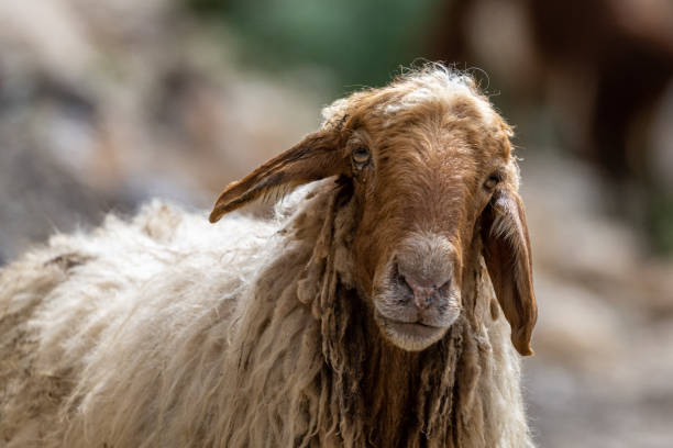 istock Close-up of a sheep's head. Jordan. 1389123987