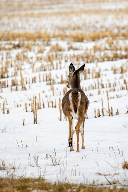 istock White-tailed deer (odocoileus virginianus) walking in a Wisconsin farm field with snow 1389124209