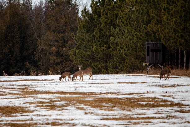 cervo dalla coda bianca (odocoileus virginianus) in piedi in un campo del wisconsin accanto a un cieco da caccia - corn snow field winter foto e immagini stock