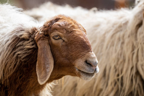 istock Close-up of a sheep's head. Jordan. 1389125044