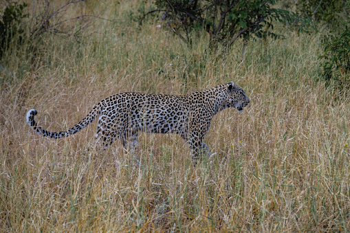 Cheetah walking alerted in savannah