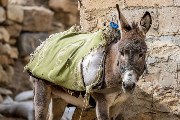 ein esel auf der straße im dorf dana in jordanien. - naher und mittlerer osten stock-fotos und bilder