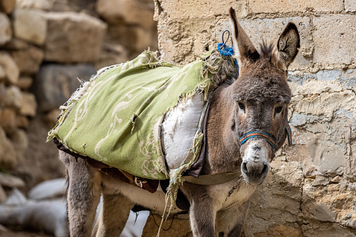 A donkey on the street in the village of Dana in Jordan.
