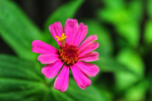istock pink zinnia flower on green background 1389125163