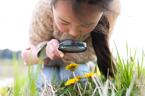 Girl looks at dandelions with magnifying glass